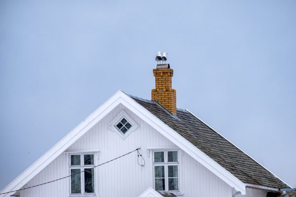 seagull-birds-standing-on-chimney-brick-rooftop-2024-07-11-01-08-07-utc-min